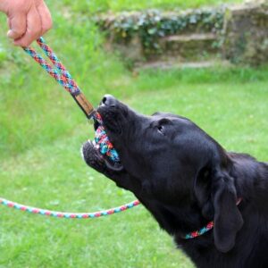 Jouet pour chien en corde d'escalade arc-en-ciel
