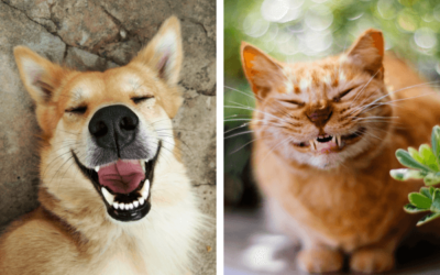 Die 3 besten Tipps gegen Mundgeruch bei Hunden und Katzen