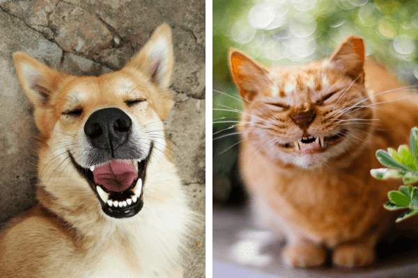 Die 3 besten Tipps gegen Mundgeruch bei Hunden und Katzen