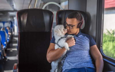 Dieci suggerimenti per viaggiare con il proprio cane  