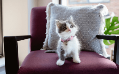 5 Tipps zur Adoption eines Kätzchens