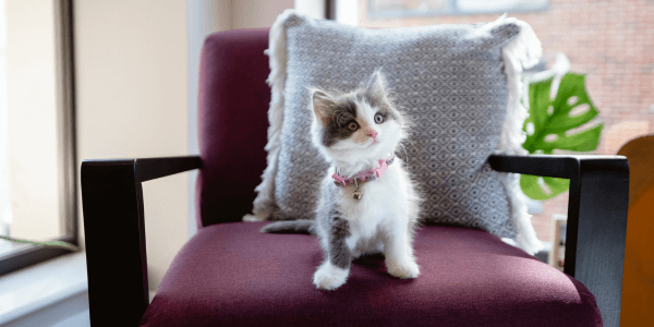 5 astuces pour adopter un chaton