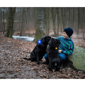 Orbiloc Dog Dual: LED-Hundelicht für sichere Spaziergänge im Dunkeln
